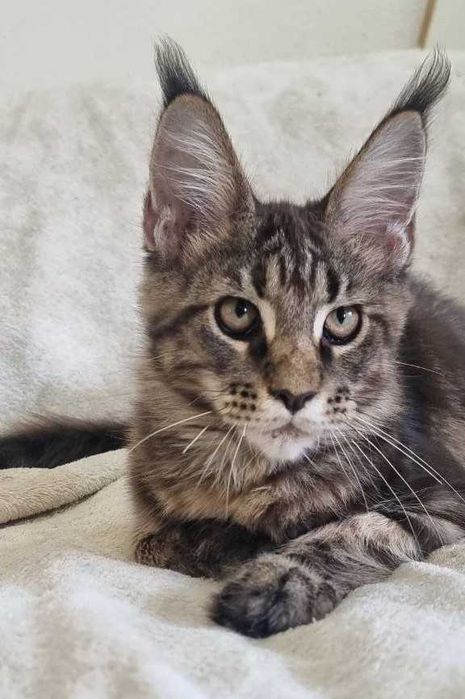 Gatinho Maine Coon