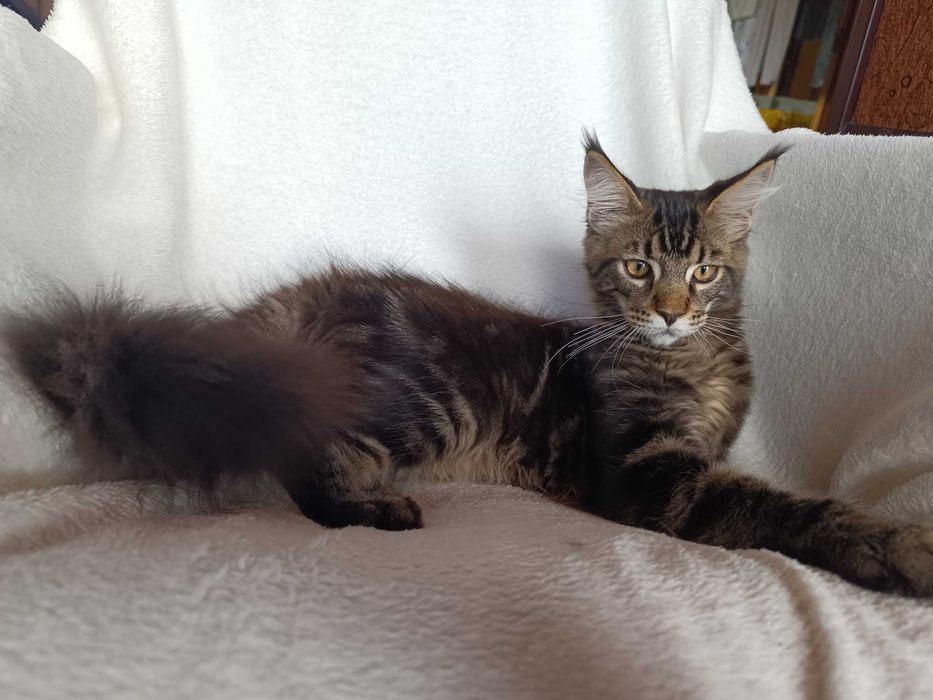 Benji Kocurek Maine Coon Czarny Klasycznie Pręgowany