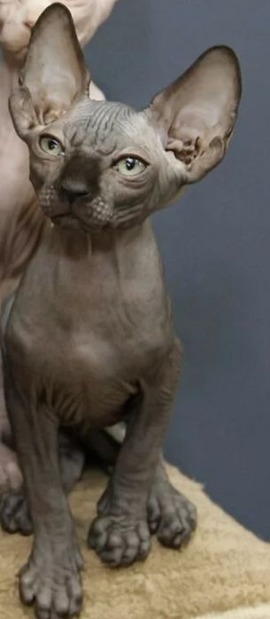 Котята канадского сфинкса