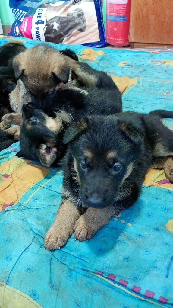Цуценята німецької вівчарки