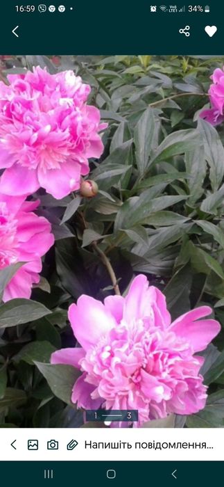 Півонія рожева  Бернар  гортензія біла велика