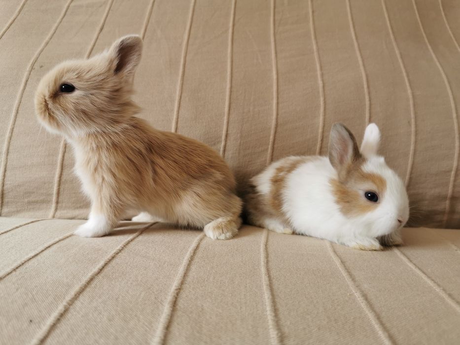Coelhos anões bebés lindíssimos