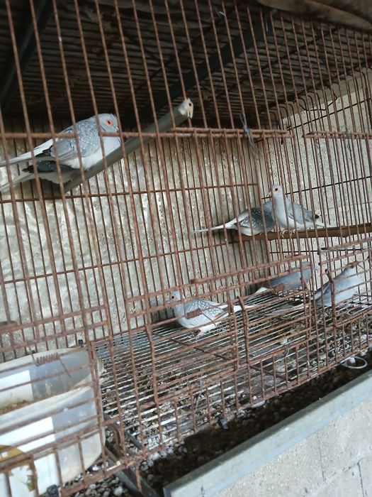 Rolas diamante fêmeas 2025