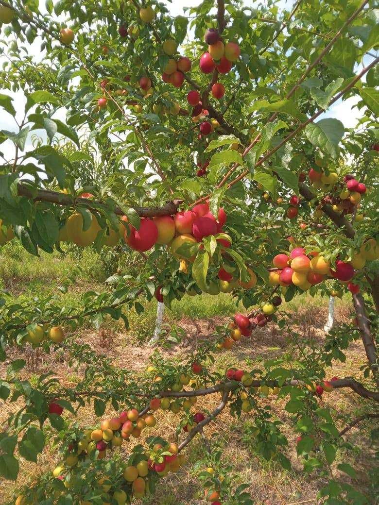 Продаж земельної ділянки, с. Малі Геївці (Закарпатська обл.)