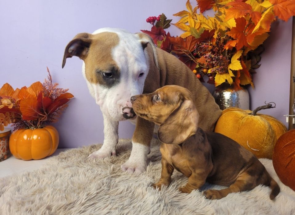 Rodzinny piesek Amstaff!