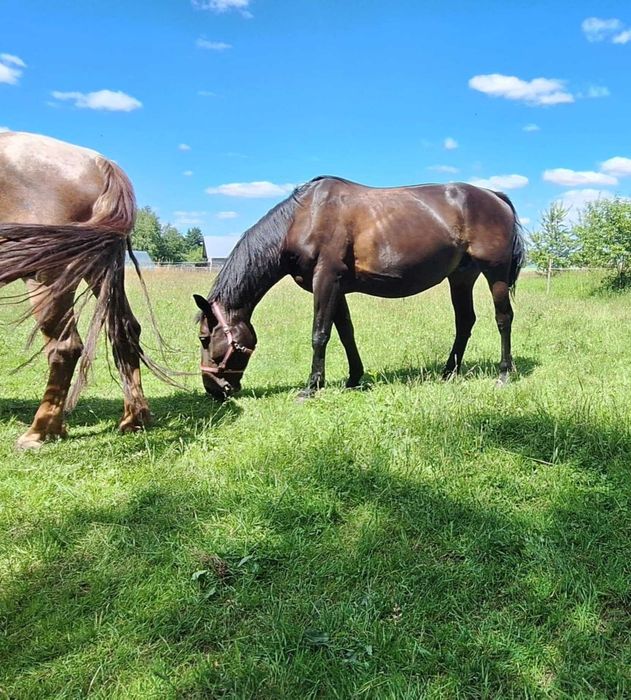 Klacz Śląska Księga Główna