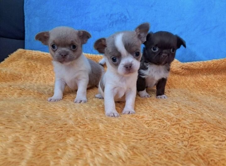 Чихуахуа миниатюрные щенки