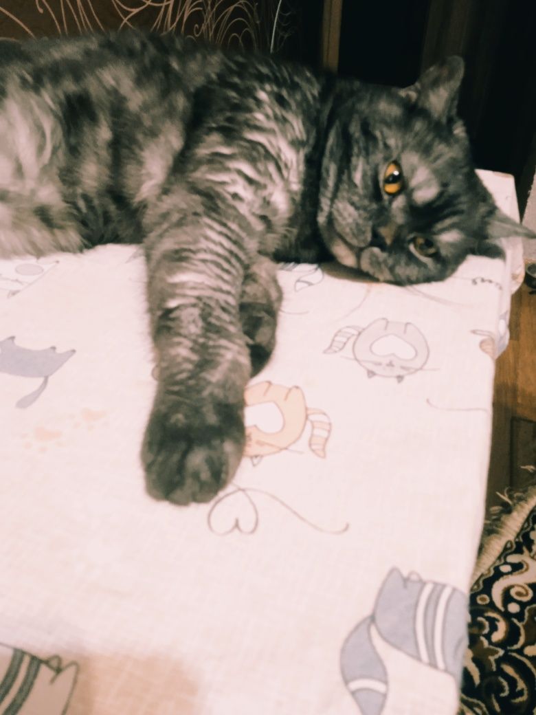 Вязка. Опытный шотландский кот