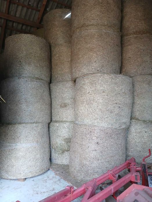 Siano w belach 130x130