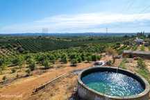 Terreno agrícola em Silves com 8,4 hectares e 3.200 abacateiros em ple