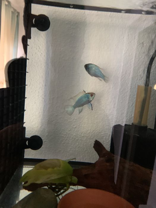 Vendo casal de ramirezi electric blue