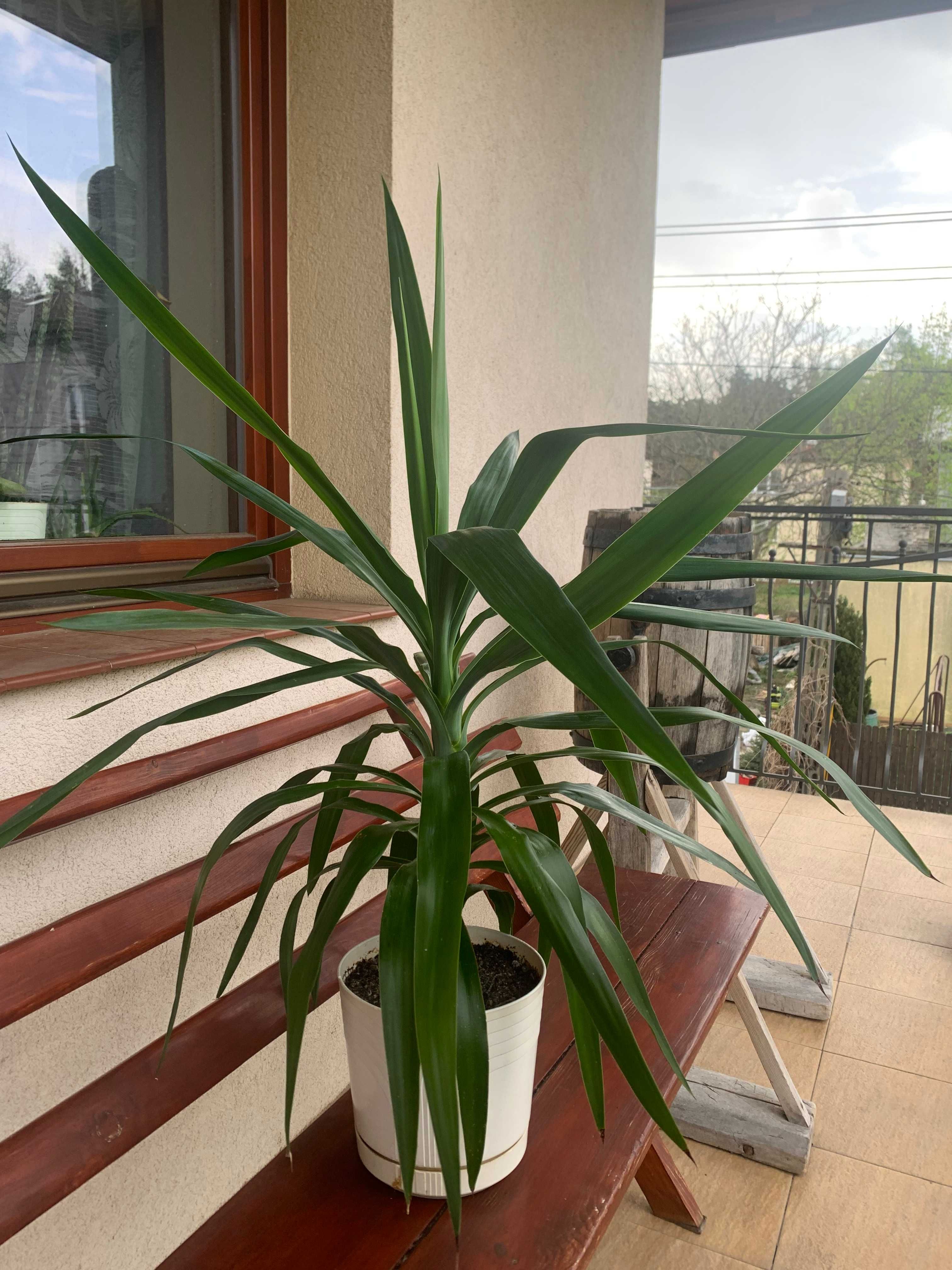 Juka yucca krępla doniczkowa domowa liście od ziemi wys. 95 cm