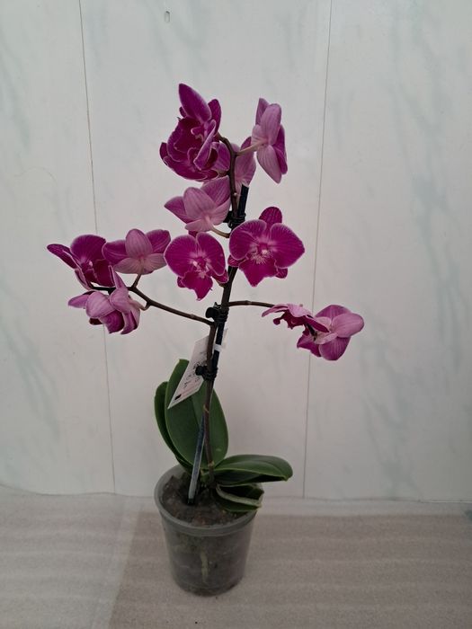 Продам орхідеї квітучі