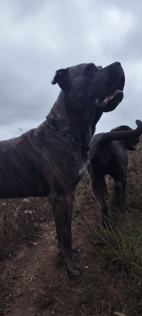 Cane corso macho para adoção (ver descrição)