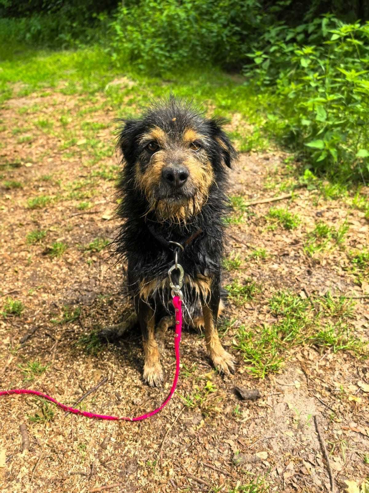 Terierkowaty Jerry do adopcji