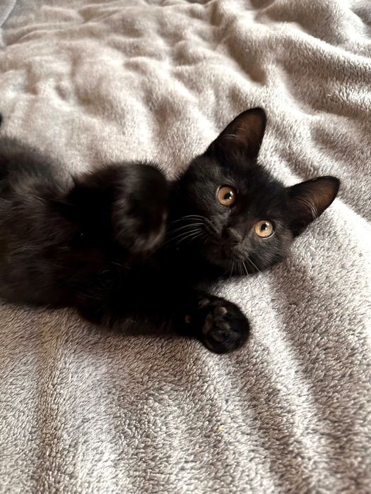 Шість кошенят усім по 2 місяці (котенок)