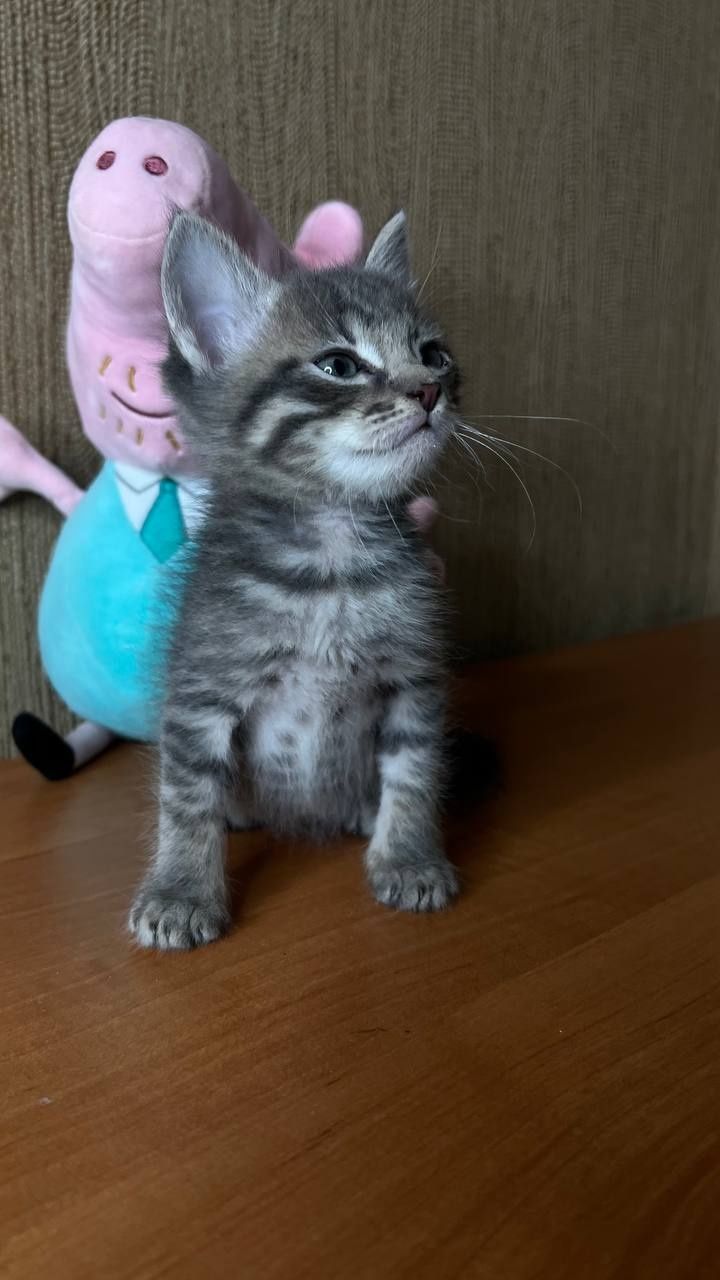 Отдам_ котята_ кошки_ буся