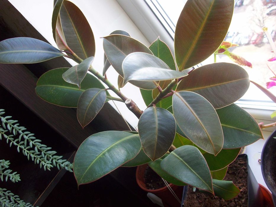 Фікус каучуковий Еластичний Багаторічний Чудовий подарунок НЕ ВИСИЛАЮ