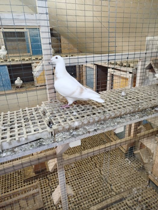 Птахи декоративні