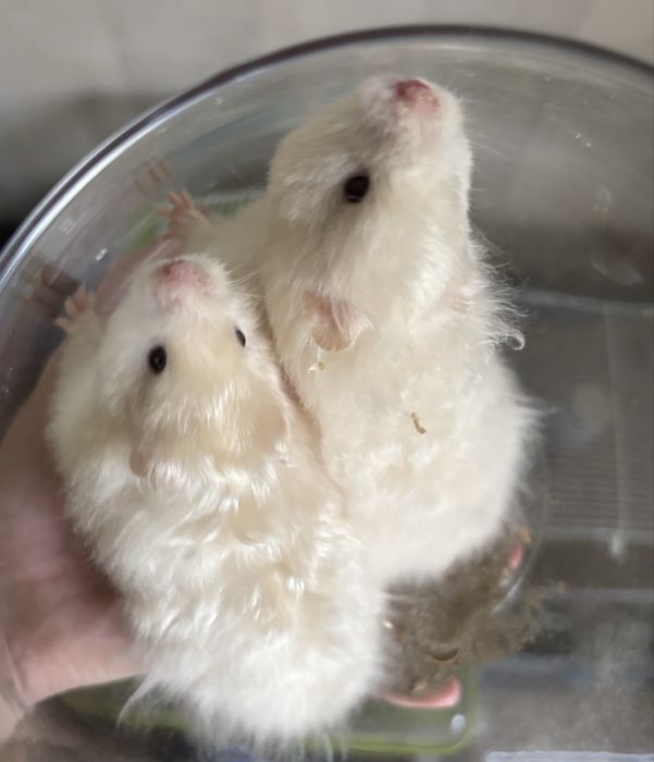 Ангорський Хомяк Пухнасті Атласні Королівські