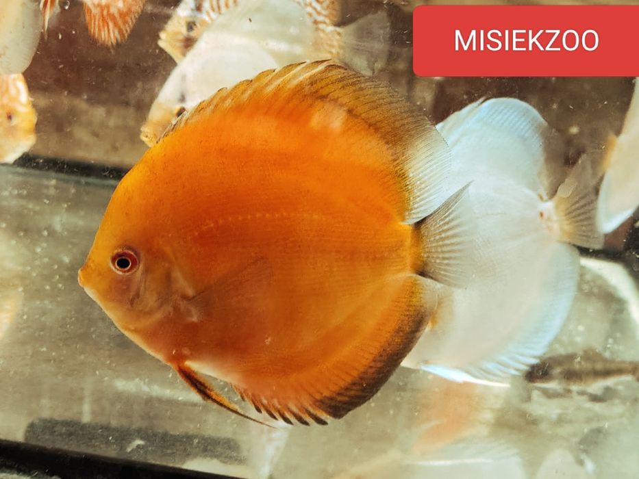 MISIEKZOO Dyskowce - Paletki /Rozmiar 6-6,5 cm tylko 45 zł