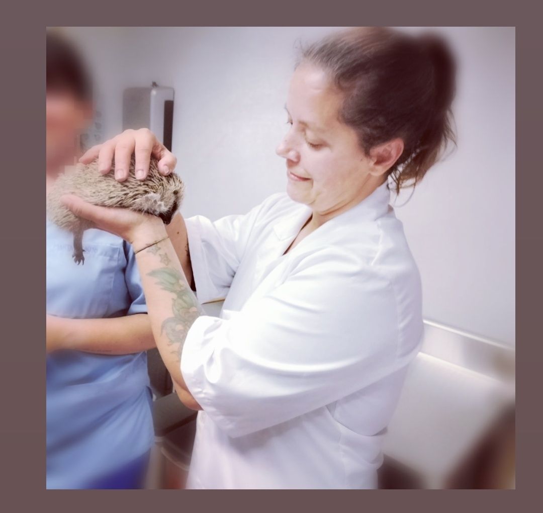 Petsitting/auxiliar de veterinária ao domicilo