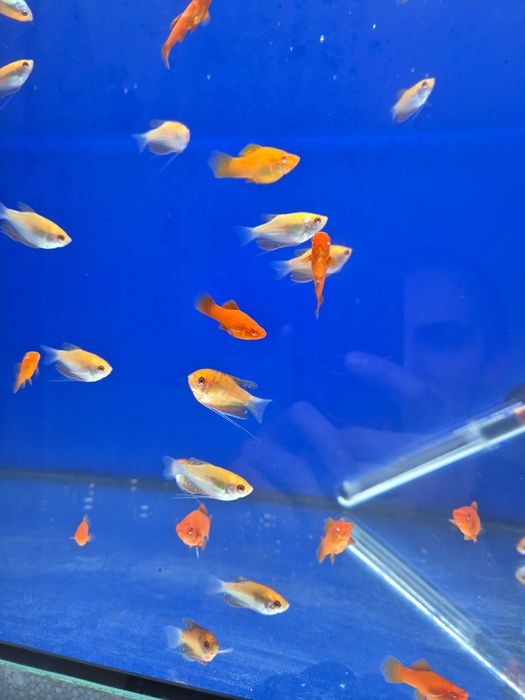 Gurami marmurkowy złoty rybki