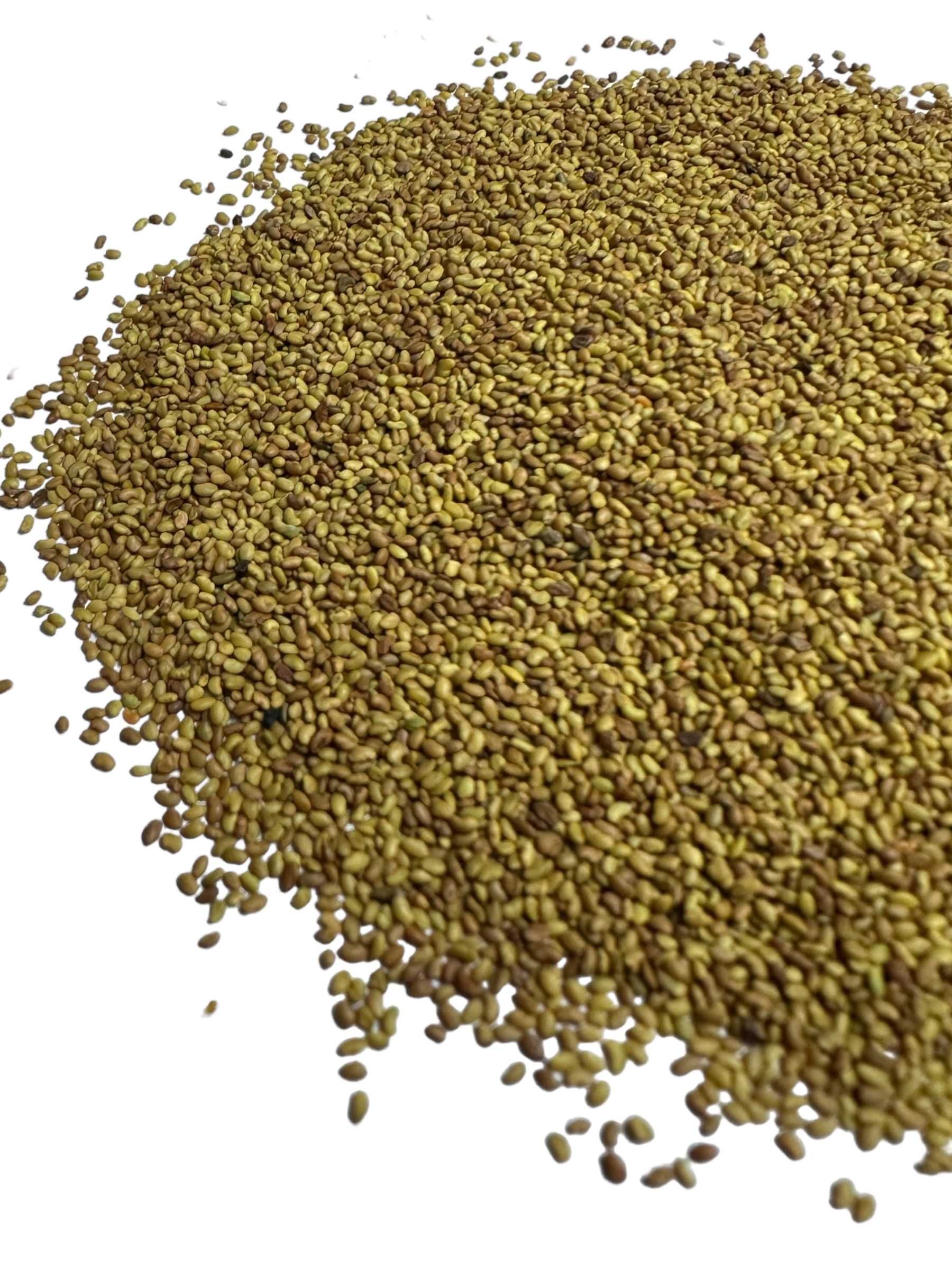 Lucerna paszowa nasiona ziarna ładna czysta 1kg