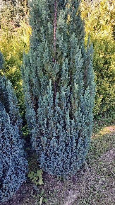 Cyprysik Lawsona ELLWOODII