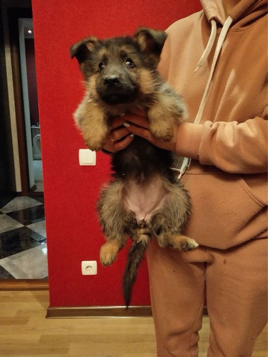 Продам цуценят Німецької вівчарки