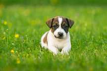 Jack Russell Terrier suczka FURIA.