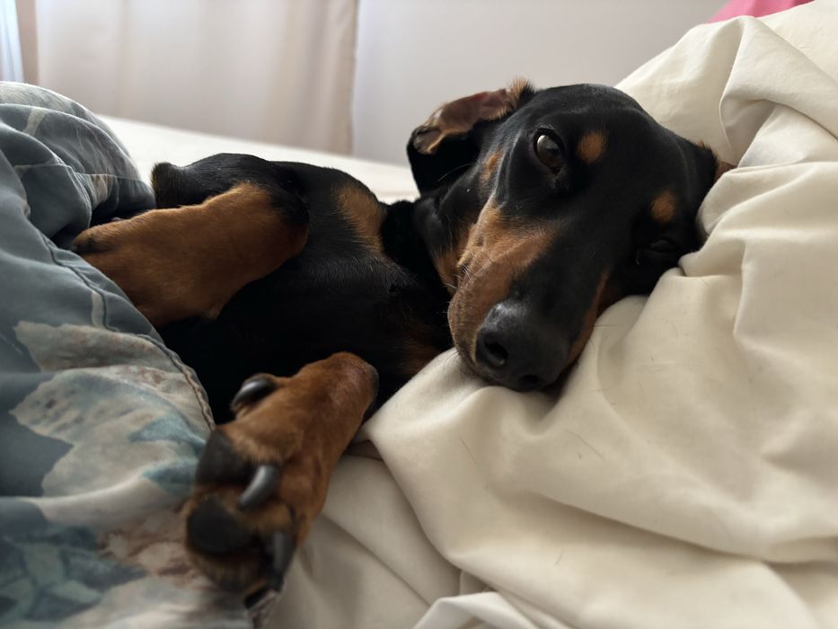 Indywidualna opieka nad psem lub kotem