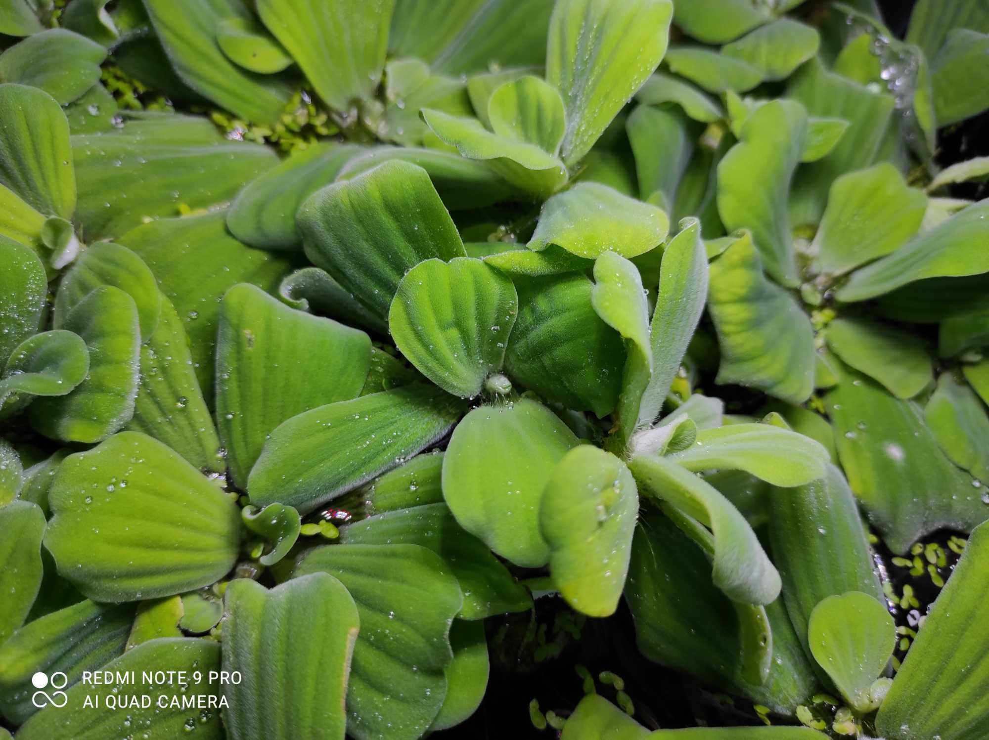 Pistia roślina pływająca