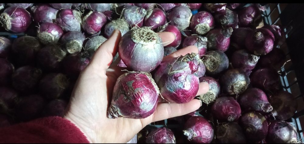 Луковицы Гиацинтов 2х размеров