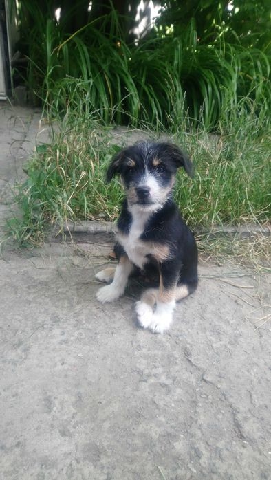 Суперскі здорові Цуценята хлопчики шукають родину 19.05