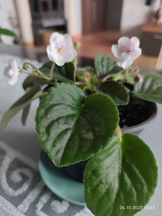 Fiołek afrykański biały w doniczce.