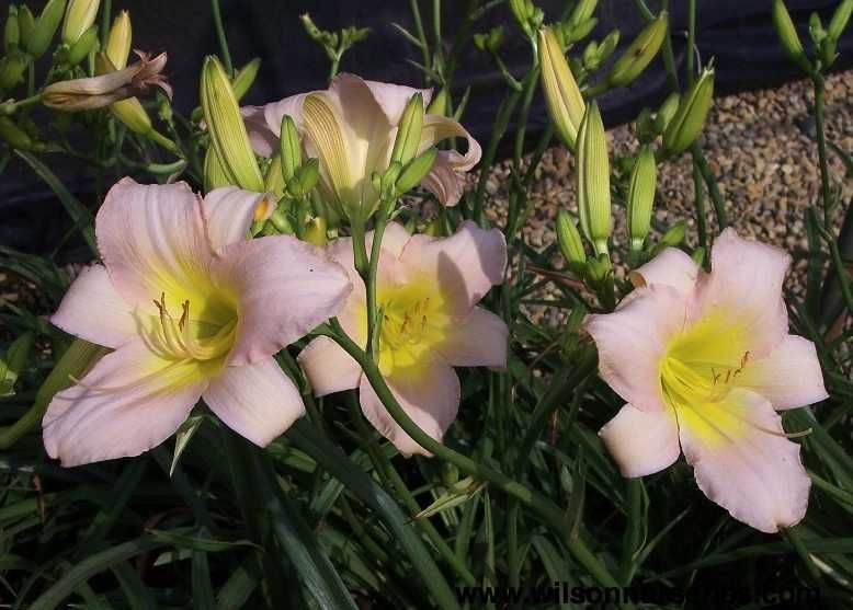 Liliowce Catherine Woodbury. Zestaw 10 szt. Piękna. bylina. Łatwa.