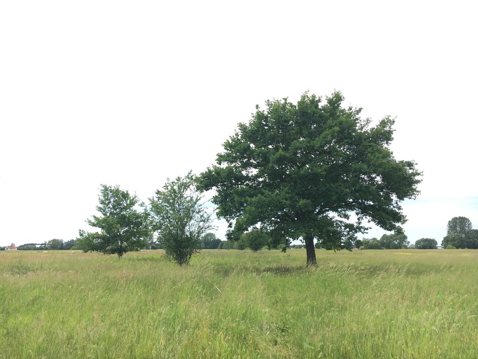 Działka rolna - łąka 1,69 ha (16 900 m2) Warszówka, 24 km od Warszawy