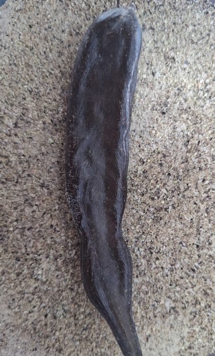 Farinha de Alfarroba do Algarve