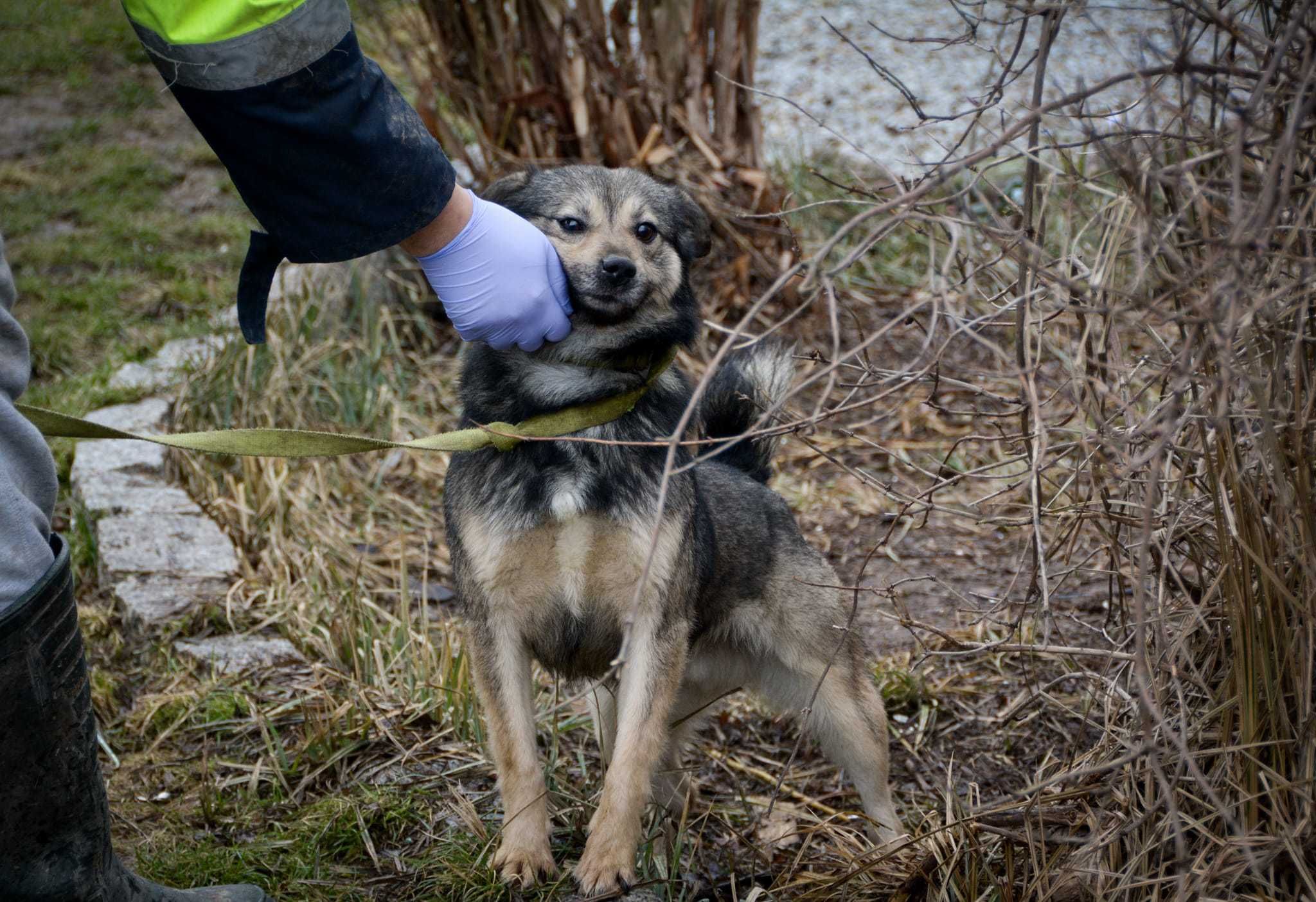 ile wycierpiał wie tylko on sam, ash chętnie podzieli się  miłością