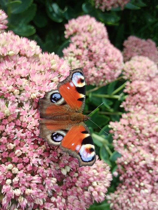 Очиток (Седум) саджанці