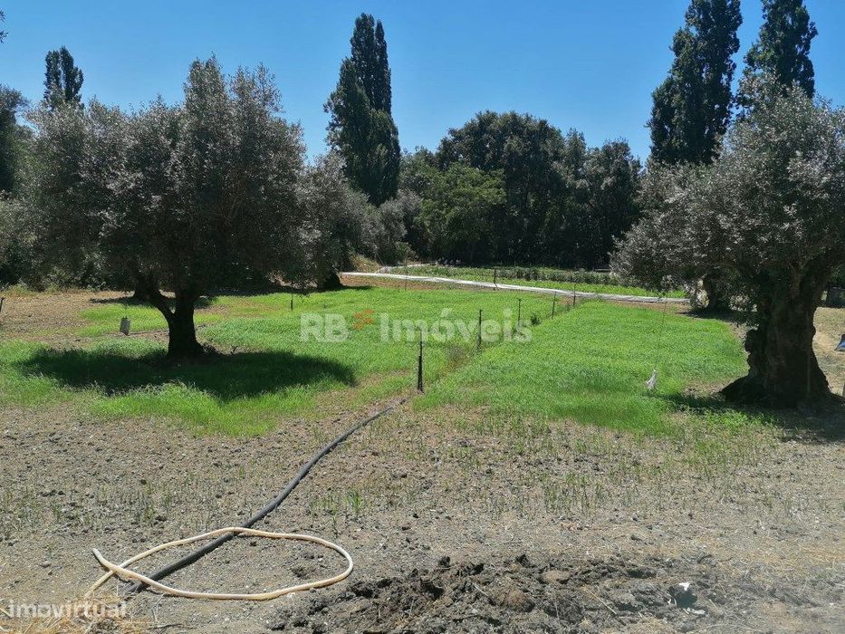 Terreno rústico com poço - Cem Soldos, Tomar