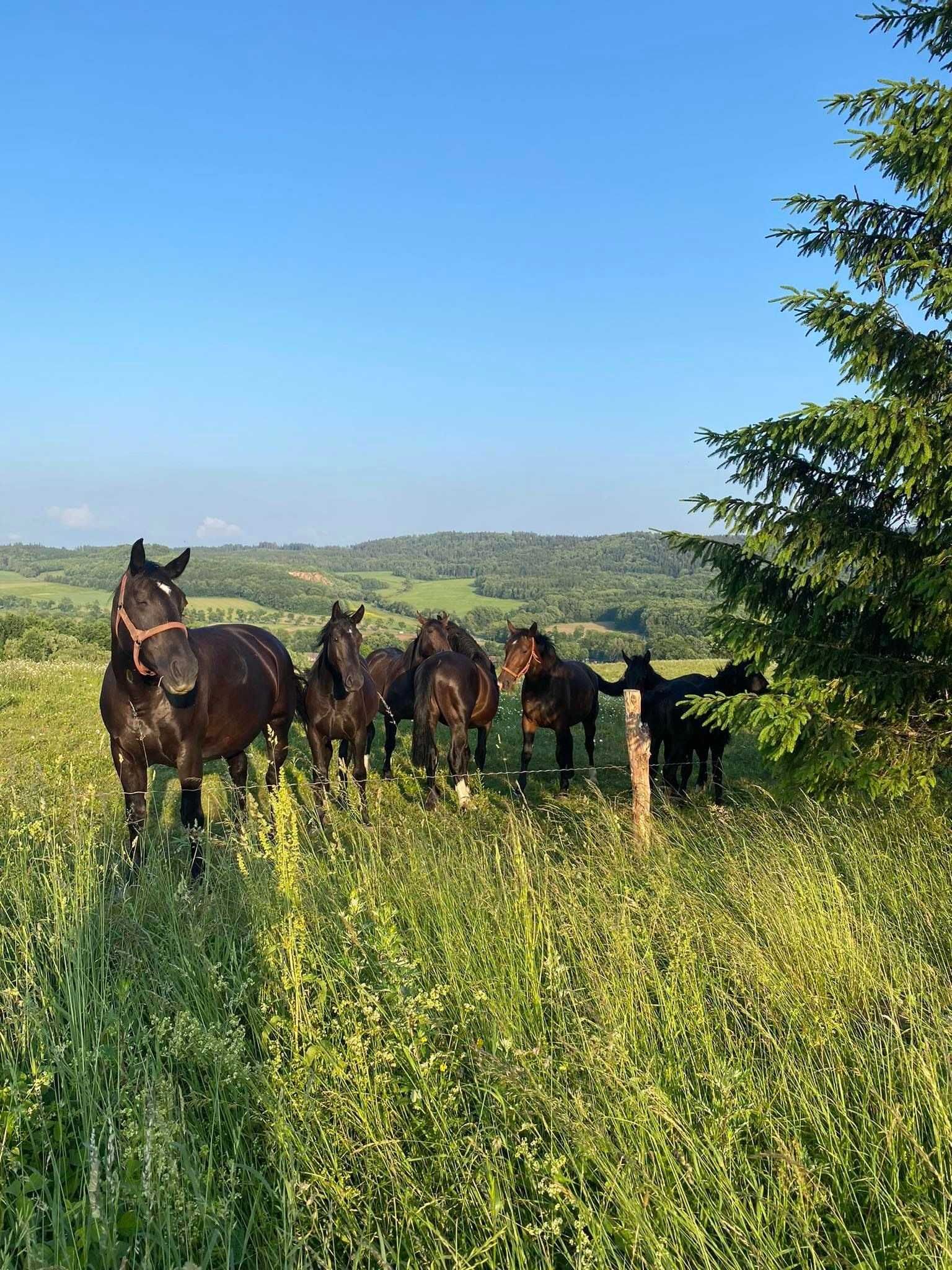 Domek w Górach Kaczawskich - Kraina Wygasłych Wulkanów