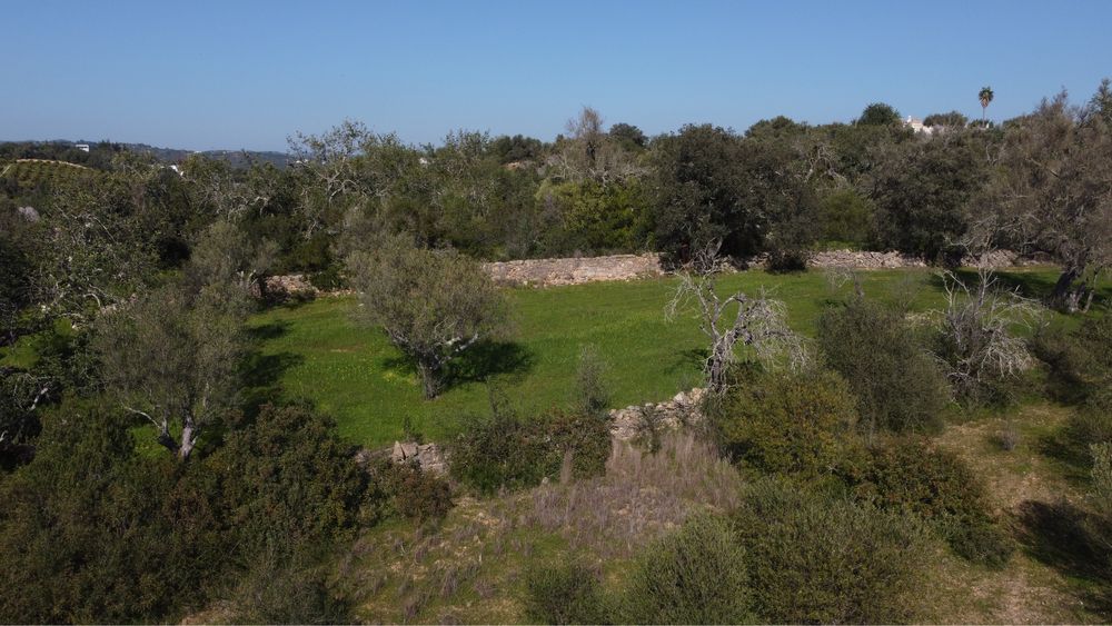 Terreno de 1300 m2 com oliveras/alfarobeiras/azinheiro