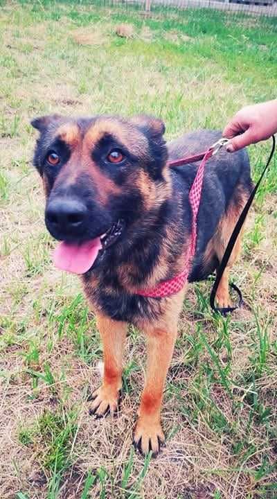 DALI spójrz, pokochaj i adoptuj