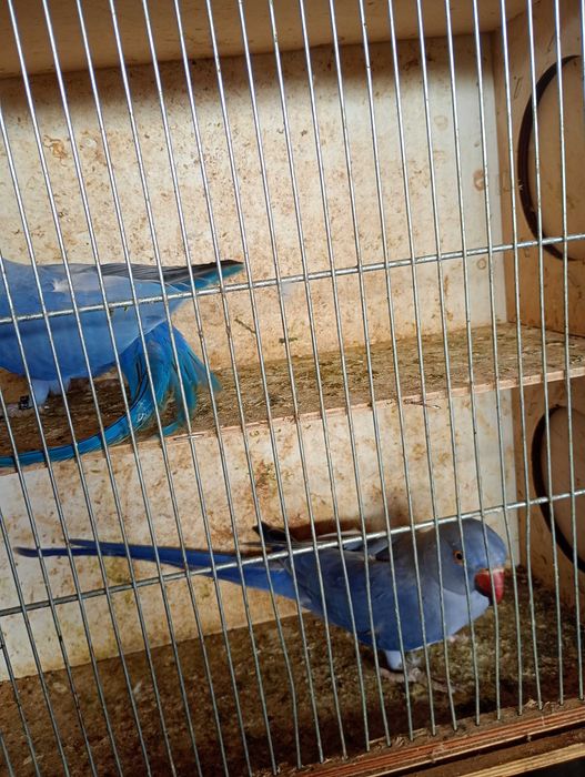 Aleksandretty fiolety