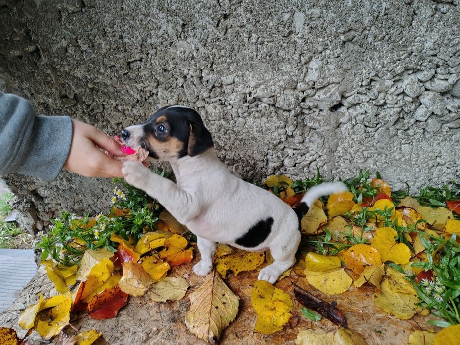 Джек Рассел цуценята