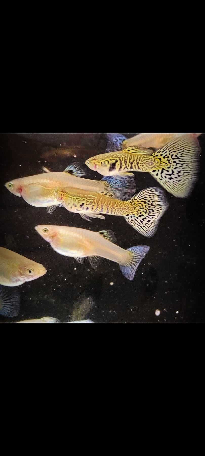 Gupik gupiki White Cobra