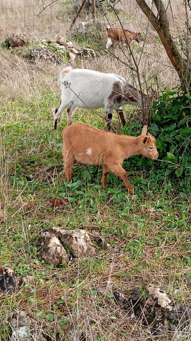 Cabritos anões (várias idades)