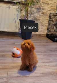 Pudel toy red piesek